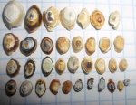 желудочные пластины морских слизней