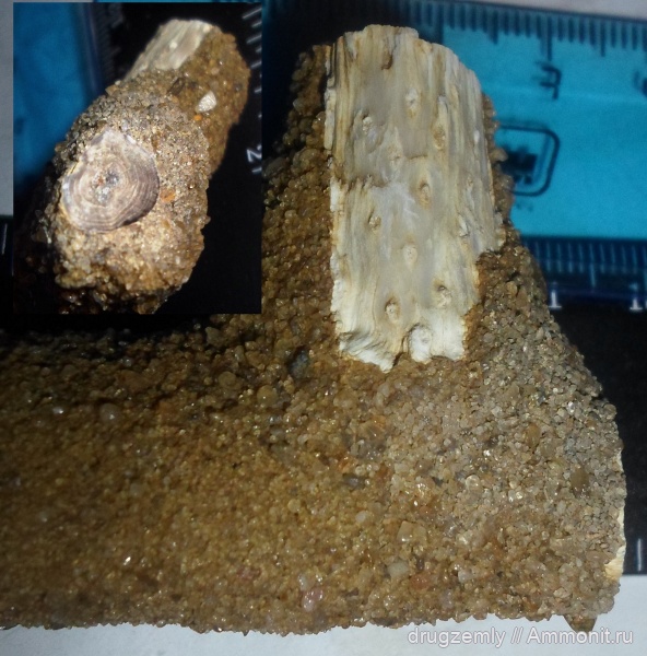 Pinus