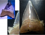 зуб Otodus auriculatus