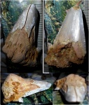 Otodus?