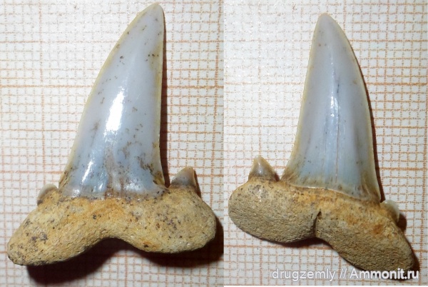 Striatolamia