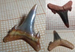 зуб- Carcharias sp.?