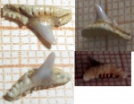 возможно зуб Synechodus