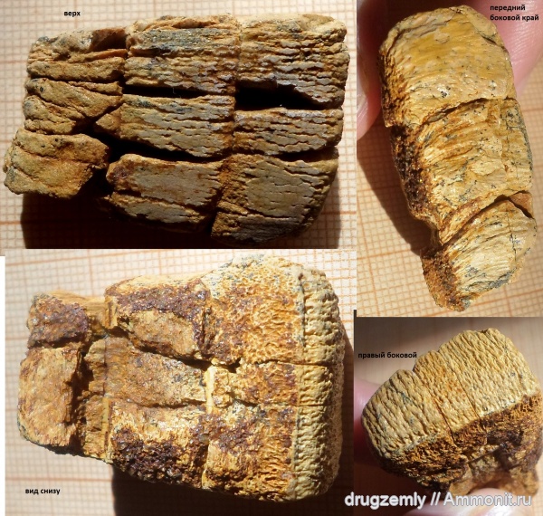 зубы, скаты, Myliobatidae
