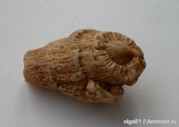 кораллы, кишечнополостные, беспозвоночные, Rugosa