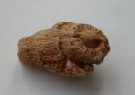 одиночный коралл