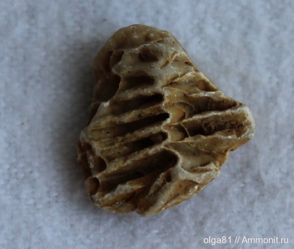 окаменелости, отпечатки, Fossils