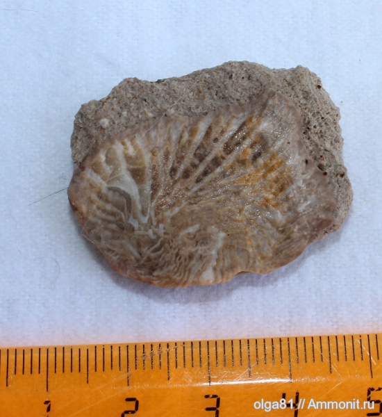 окаменелости, отпечатки, Fossils, Rugosa