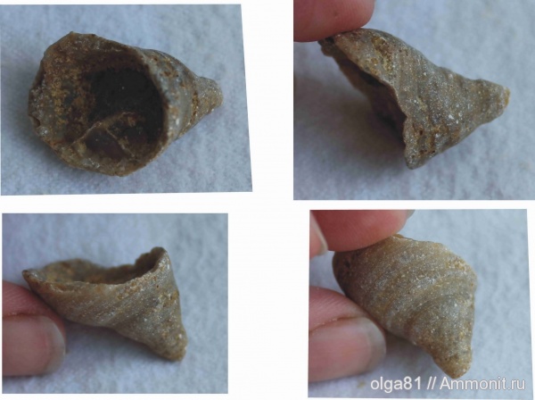 окаменелости, ругозы, Fossils