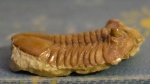 Asaphus cornutus Pander 1830