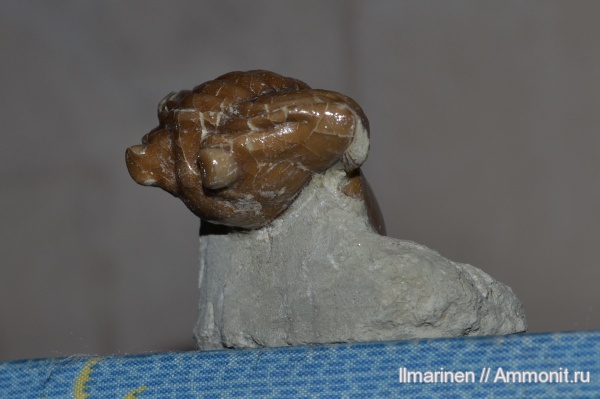 трилобиты, ордовик, Asaphus, Asaphus plautini, Ordovician