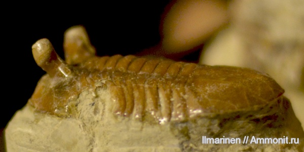 трилобиты, ордовик, Asaphus, Asaphus intermedius, Ordovician