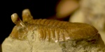 Asaphus intermedius Lessnikova in Balashova 1953