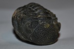 Barrandeops forteyi McKellar & Chatterton 2009