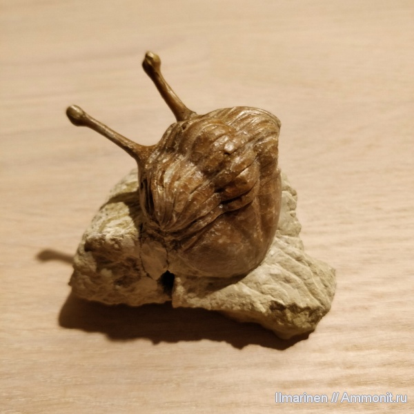 трилобиты, ордовик, Asaphus, Asaphus kowalewskii, Ordovician