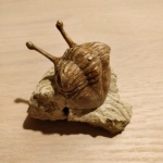 Asaphus kowalewskii Lawrow 1856