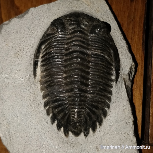 трилобиты, девон, Devonian, Hollardops, Hollardops mesocristata