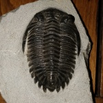 Hollardops mesocristata Le Maître 1952