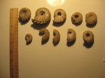 Shloenbachia varians