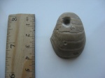 Eutrephoceras elegans