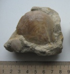 Entolium 1