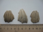 Neithea sp.