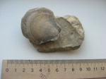 Entolium 2