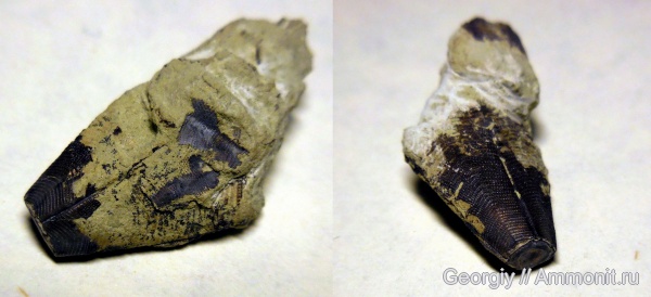 Вильповицы, Ленинградская область, конулярии, Conularia