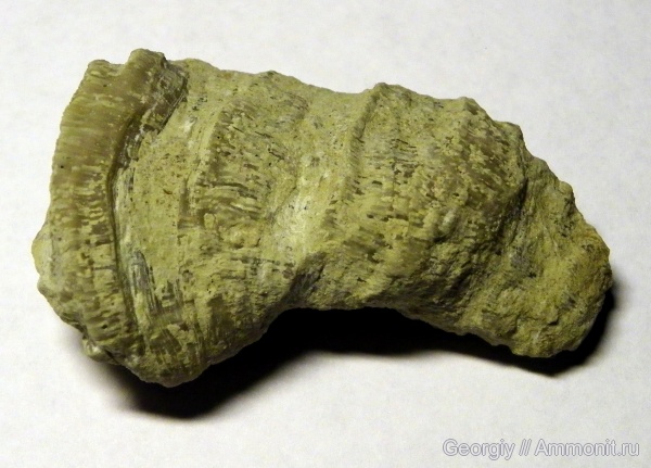 мшанки, Вильповицы, Ленинградская область, Dianulites