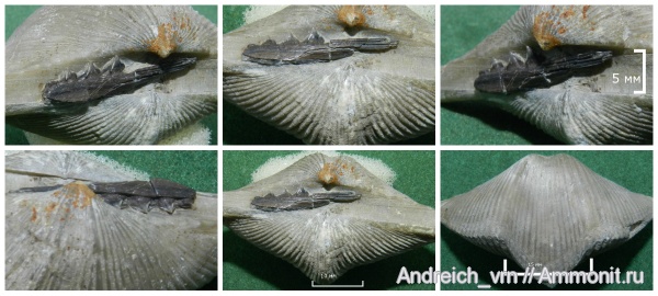 брахиоподы, девон, Devonian, Cyrtospirifer, Acanthodii, Acanthodiformes, Spiriferida