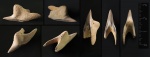 Зуб акулы Paraisurus macrorhizus