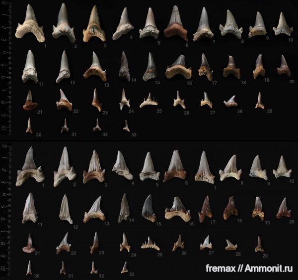 мел, зубы, акулы, Eostriatolamia, верхний мел, сеноман, зубы акул, Cretoxyrhina, Paraorthacodus, Archaeolamna, Dwardius, Cenomanian, Cretaceous, Upper Cretaceous, teeth, shark teeth, sharks