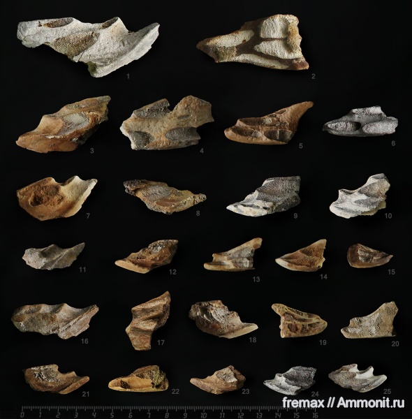 мел, химеры, верхний мел, сеноман, Cenomanian, Cretaceous, Upper Cretaceous
