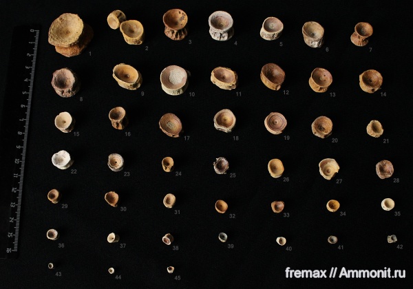мел, рыбы, акулы, верхний мел, сеноман, позвонки, кости, Cenomanian, Cretaceous, Upper Cretaceous, fish, sharks