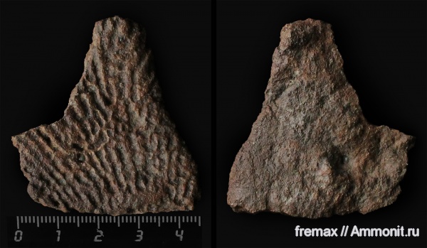 мел, губки, верхний мел, сеноман, Cenomanian, Cretaceous, Upper Cretaceous