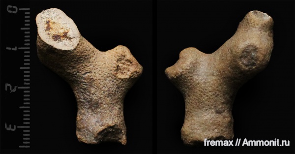 мел, губки, верхний мел, сеноман, Cenomanian, Cretaceous, Upper Cretaceous