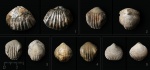 Брахиоподы (5 шт.) Rhynchonellida
