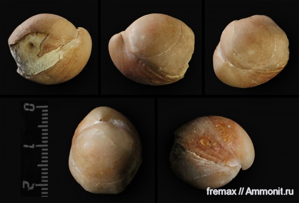 брахиоподы, мел, верхний мел, Terebratulida, Cretaceous, Upper Cretaceous