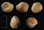 Брахиопода Terebratulida