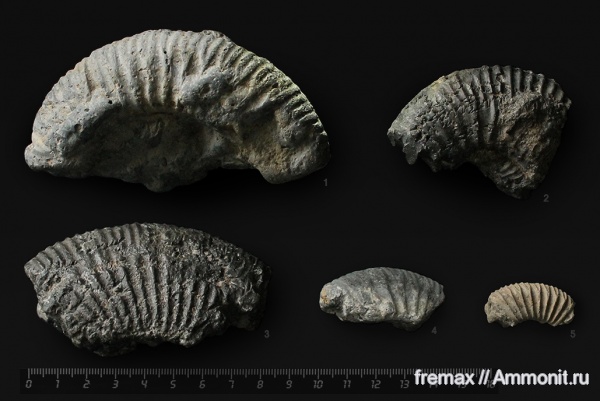 аммониты, мел, верхний мел, Cretaceous, Upper Cretaceous