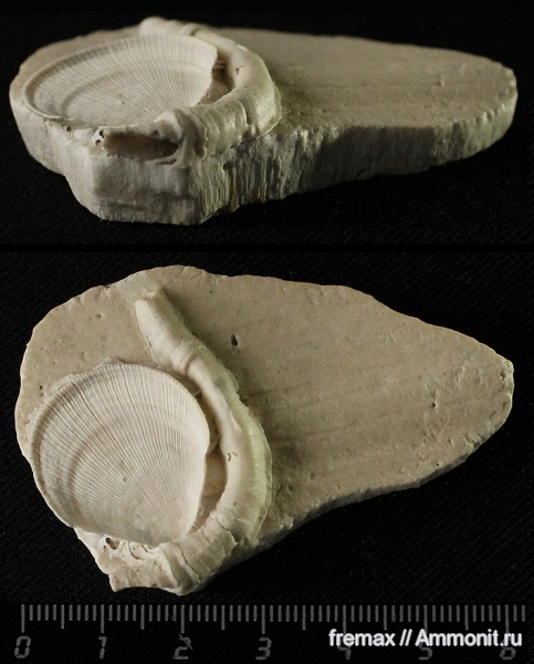 мел, серпулы, верхний мел, Serpulidae, Inoceramus, Spondylus, обрастание, Spondylus dutempleanus, Epizoans, Cretaceous, Upper Cretaceous