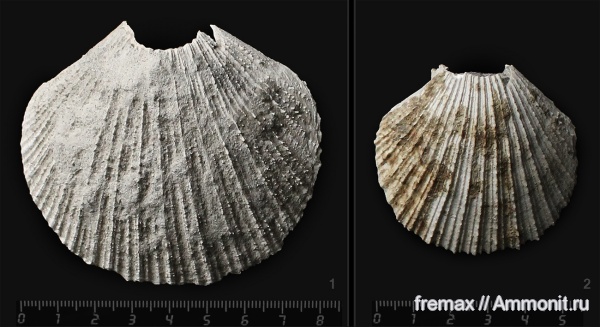 мел, двустворки, двустворчатые моллюски, гребешки, верхний мел, Cretaceous, Upper Cretaceous
