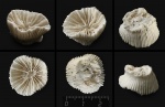 Одиночный коралл Scleractinia