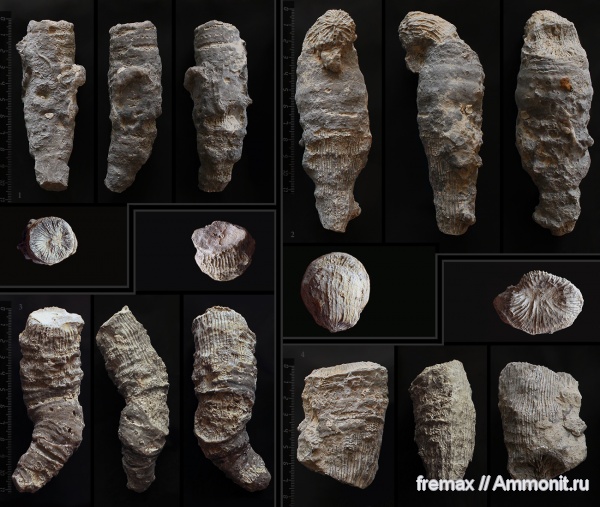 юра, кораллы, юрский период, Крым, верхняя юра, одиночные кораллы, Jurassic