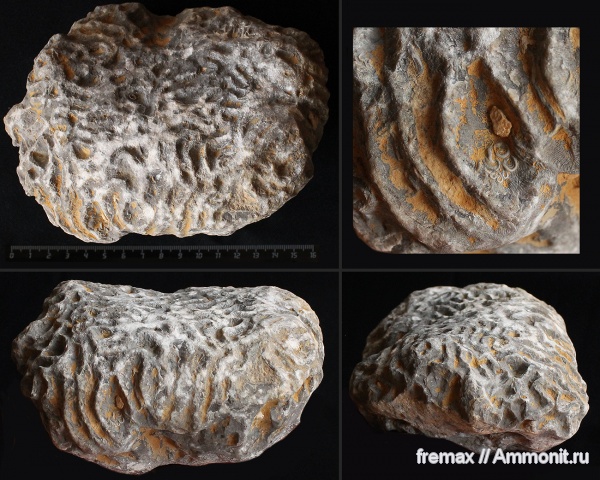 юра, кораллы, юрский период, Крым, верхняя юра, Jurassic