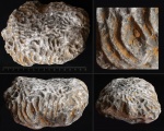 Коралл Microphyllia ?