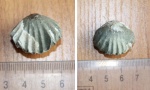 Брахиопода Rhynchonellida