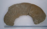 Аммонит (с. Даниловка Курманаевского района) Virgatites giganteus Yakovlevi