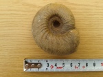 Аммонит Kepplerites(Gowerigeras) gowerianus