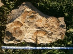 Банка с Zaraiskites ex gr. zarajskensis (Michalsky)